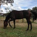 Flash Black in the spelling paddock